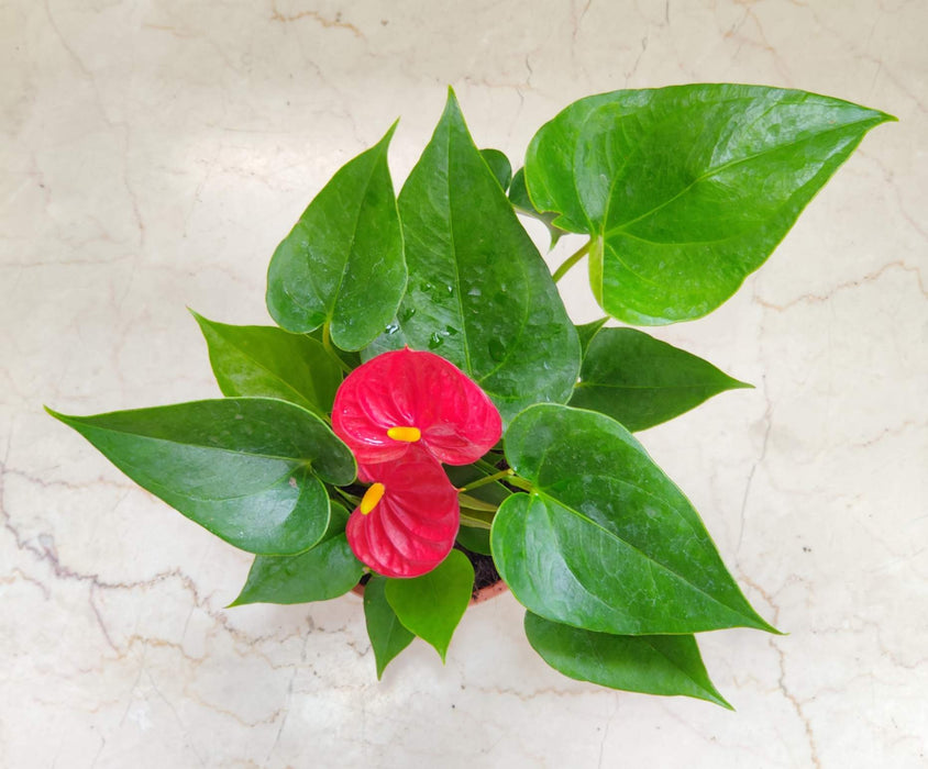 Anthurium Red 15 Plant  Cm Pot