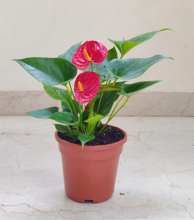 Anthurium Red 15 Plant  Cm Pot