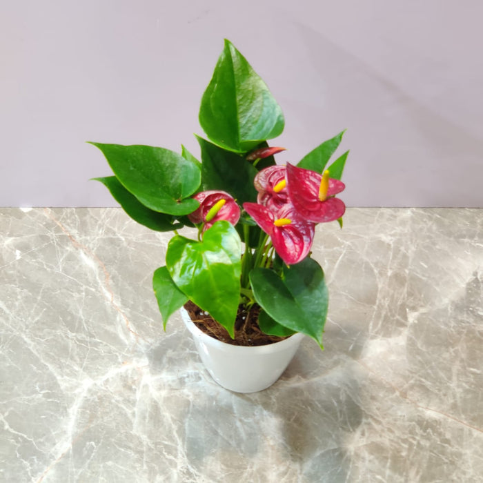 Anthurium Red Plants 12 cm pot