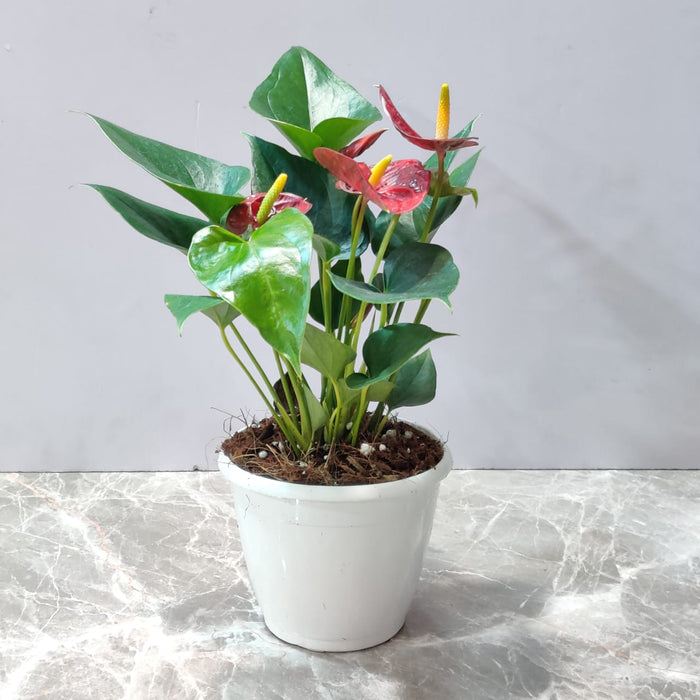 Anthurium Red Plants 12 cm pot