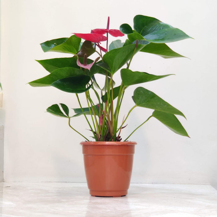Anthurium Red 15 Plant  Cm Pot