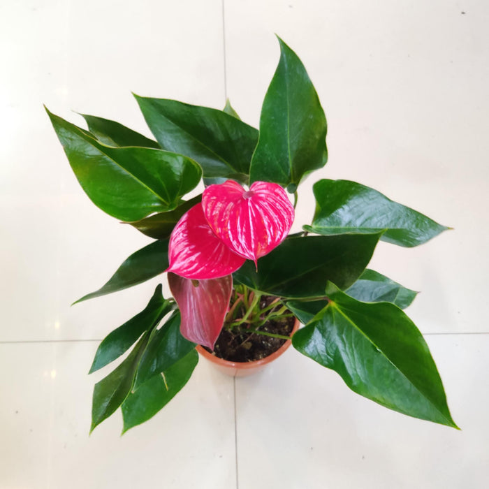 Anthurium Red 15 Plant  Cm Pot