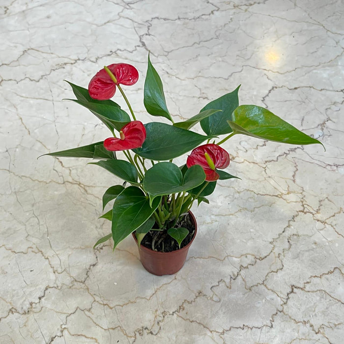 Anthurium Red Plant  8.5 cm pot
