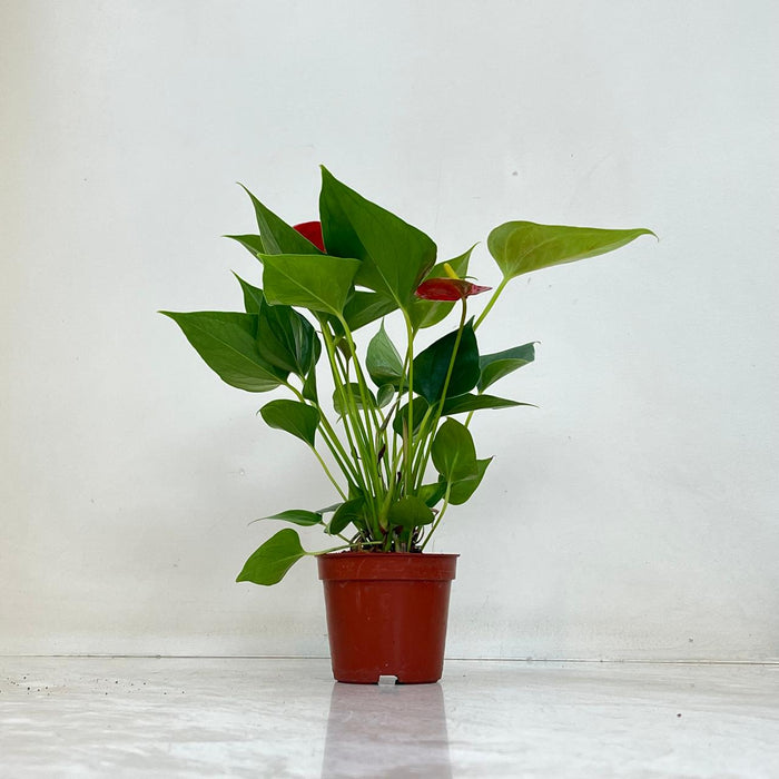 Anthurium Red Plant  8.5 cm pot