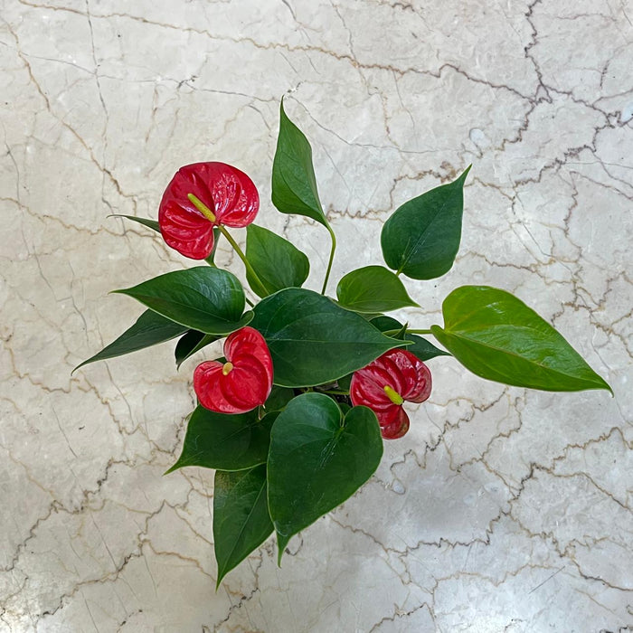 Anthurium Red Plant  8.5 cm pot