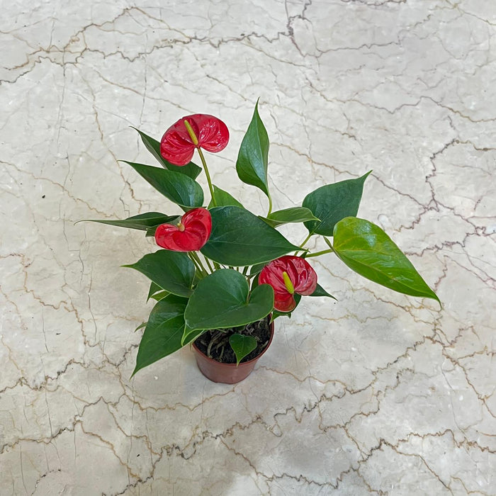 Anthurium Red Plant  8.5 cm pot