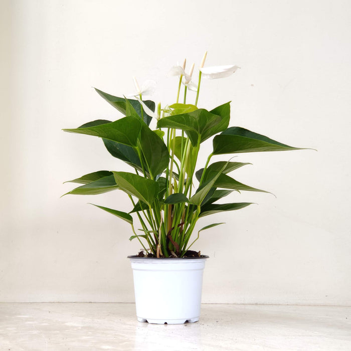 Anthurium White Plant 12 cm pot