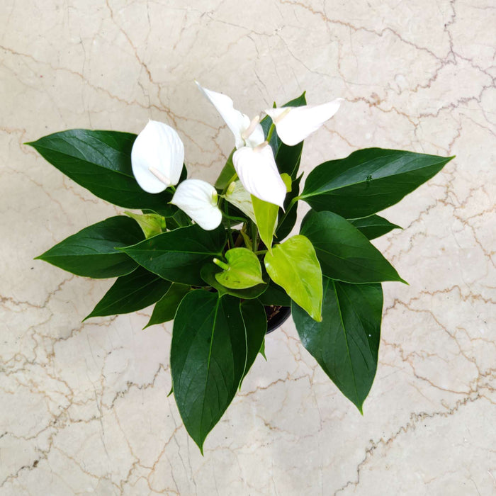 Anthurium White Plant 12 cm pot