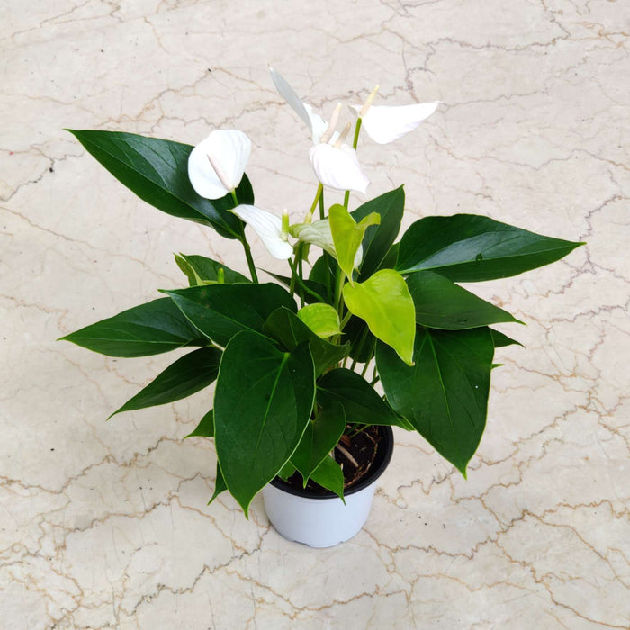 Anthurium White Plant 12 cm pot