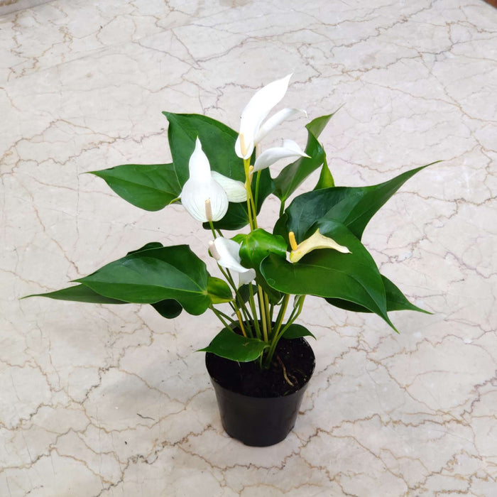 Anthurium White Plants Mini 12 Cm Pot