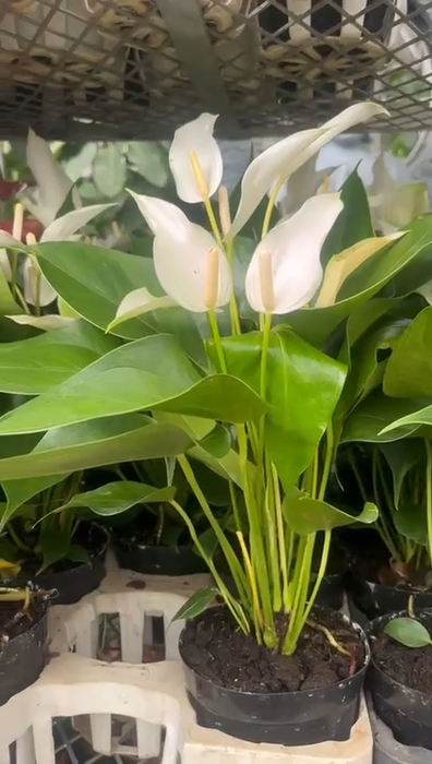 Anthurium White Plants Mini 12 Cm Pot