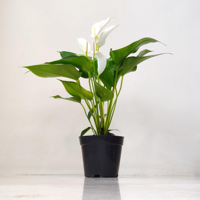 Anthurium White Plants Mini 12 Cm Pot