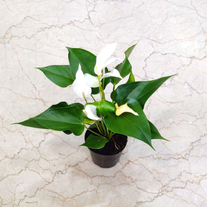 Anthurium White Plants Mini 12 Cm Pot