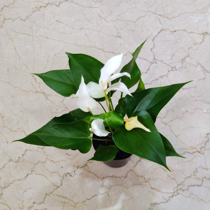 Anthurium White Plants Mini 12 Cm Pot