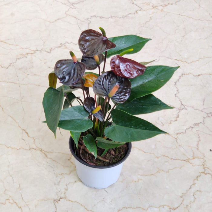 Anthurium Black Color Plant