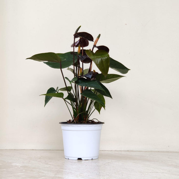 Anthurium Black Color Plant