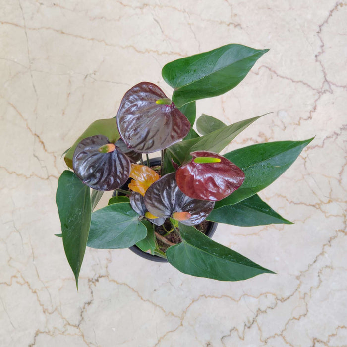 Anthurium Black Color Plant