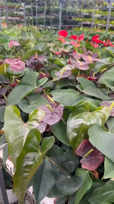 Anthurium Black Plants 15 cm pot