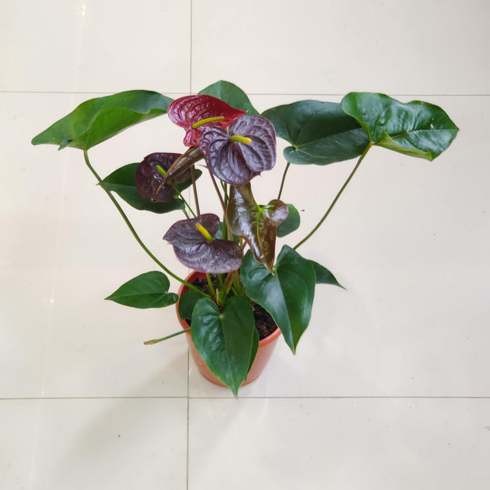 Anthurium Black Plants 15 cm pot