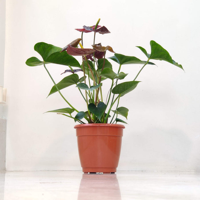 Anthurium Black Plants 15 cm pot