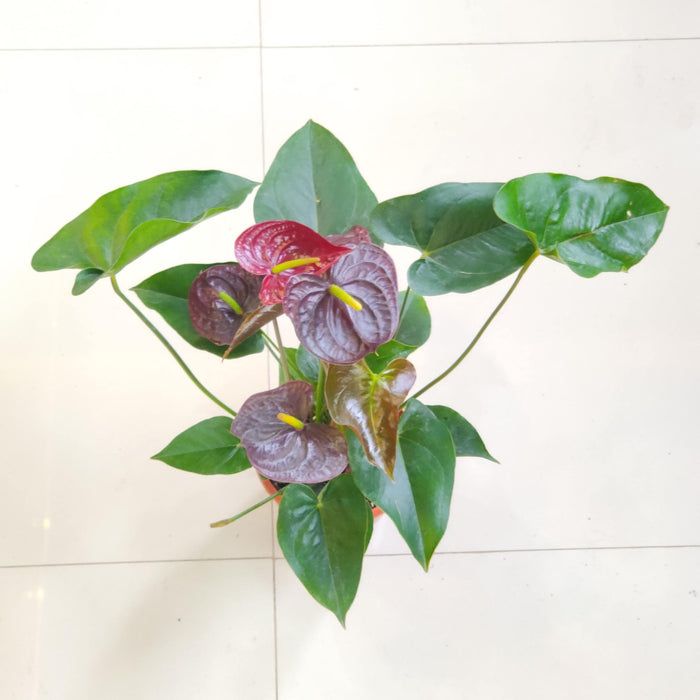 Anthurium Black Plants 15 cm pot