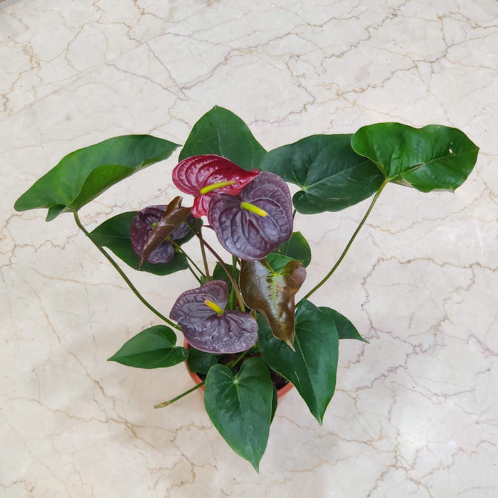 Anthurium Black Plants 15 cm pot
