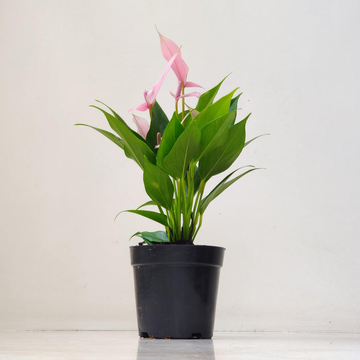 Anthurium Pink Color Flowering Plant