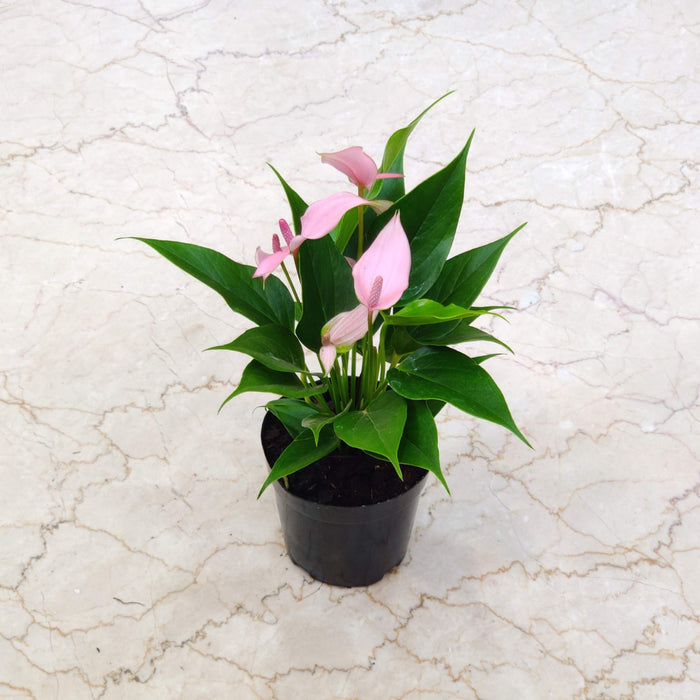 Anthurium Pink Color Flowering Plant