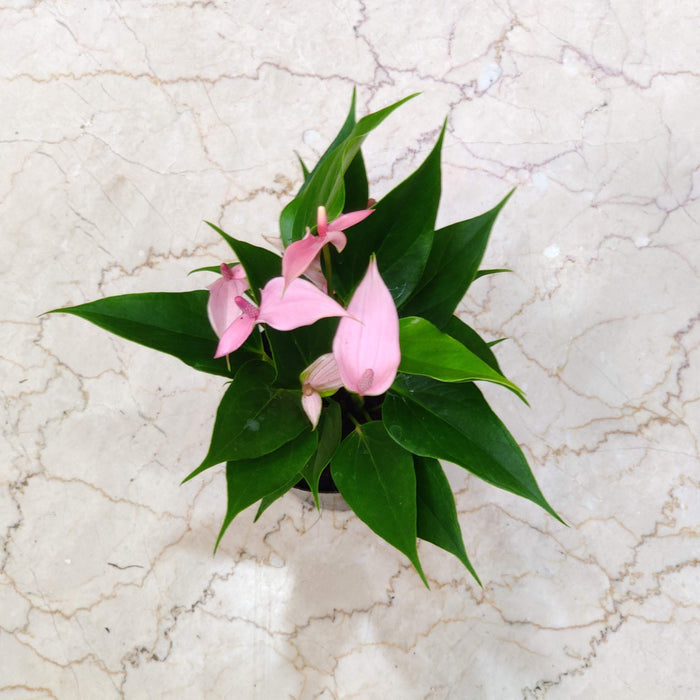 Anthurium Pink Color Flowering Plant