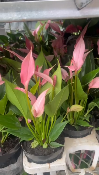 Anthurium Pink Color Flowering Plant