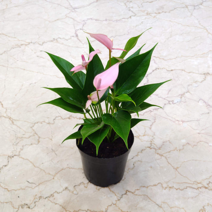Anthurium Pink Color Flowering Plant