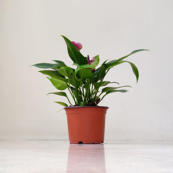 Anthurium Purple Plants 12 cm pot
