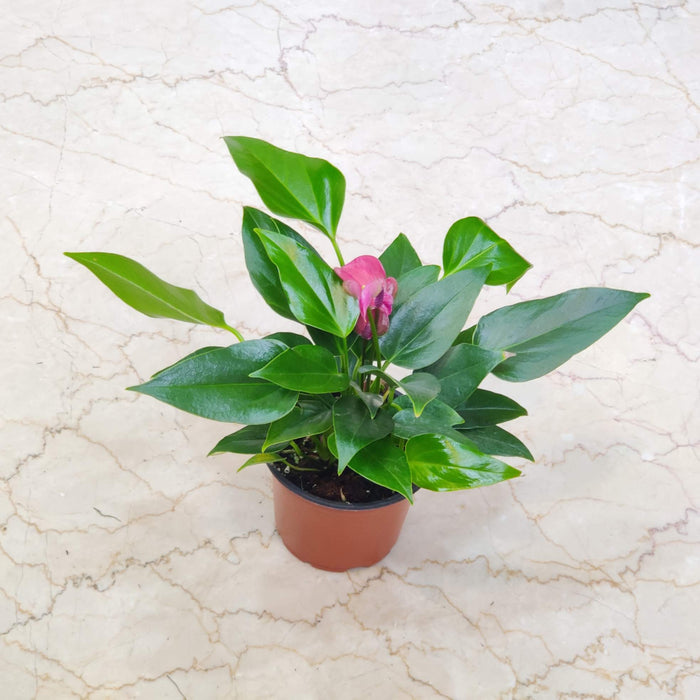 Anthurium Purple Plants 12 cm pot