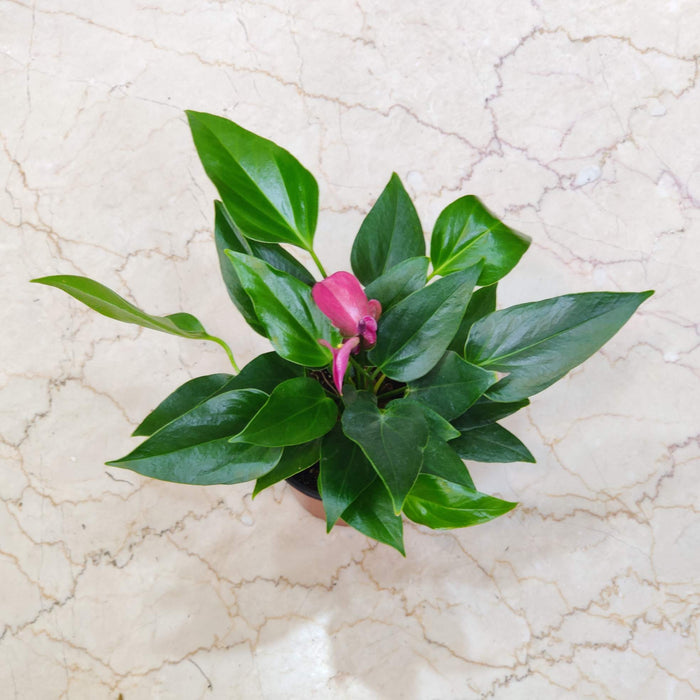 Anthurium Purple Plants 12 cm pot