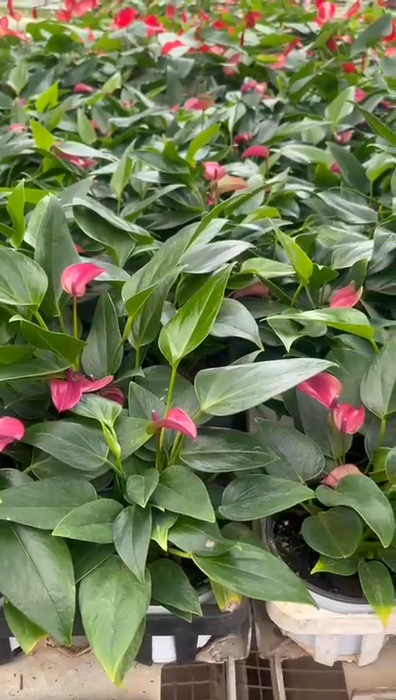 Anthurium Purple Plants 12 cm pot