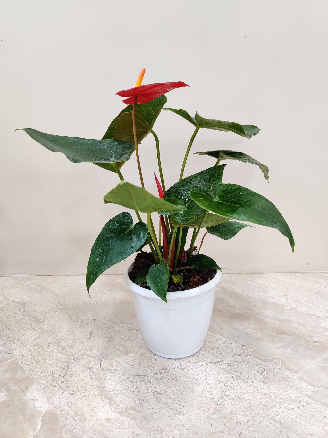Anthurium