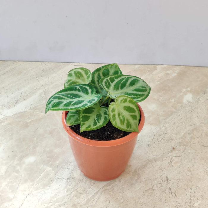 Anthurium Silver Blush Plant  In 12 Cm Pot