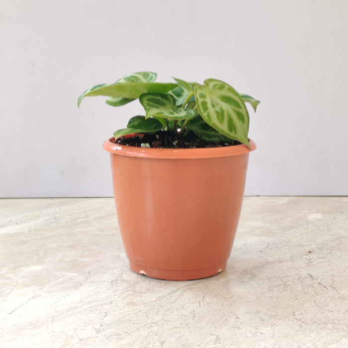 Anthurium Silver Blush Plant  In 12 Cm Pot