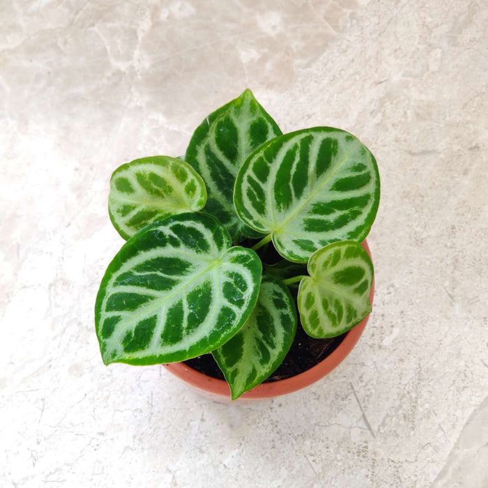 Anthurium Silver Blush Plant  In 12 Cm Pot