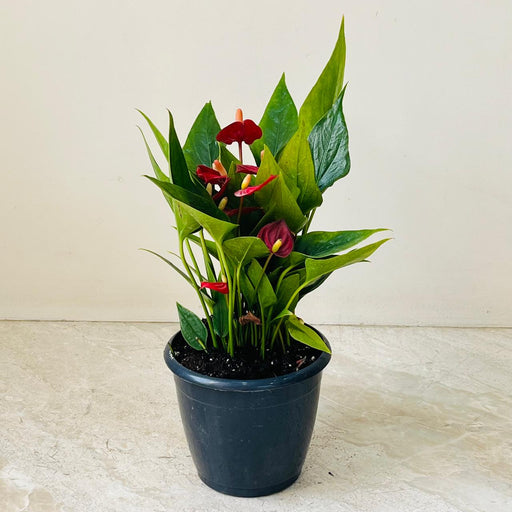 Anthurium Red Mini Plant in nursery pot