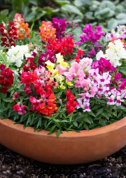 Antirrhinum Crackle & Pop Mix Flower Seeds