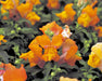Antirrhinum Palette Bronze Flower seeds
