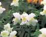 Antirrhinum Palette White Flower seeds