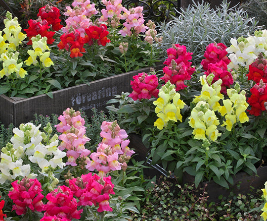 Antirrhinum Statement Formula Mix Seeds