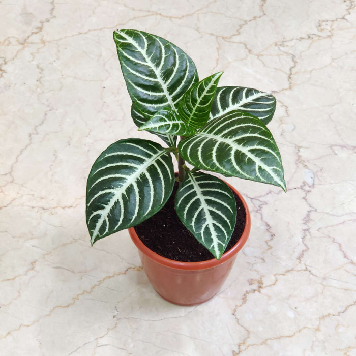 Aphelandra Squarrosa Plant In 12 cm pot