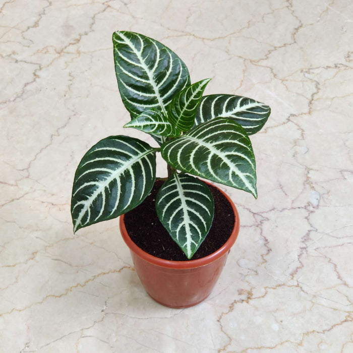 Aphelandra Squarrosa Plant In 12 cm pot