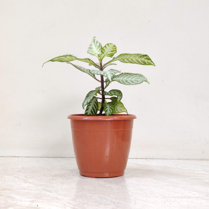 Aphelandra Zebra Plant 12 Cm Pot