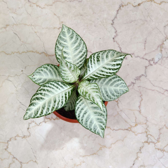 Aphelandra Zebra Plant 12 Cm Pot