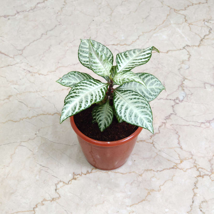 Aphelandra Zebra Plant 12 Cm Pot