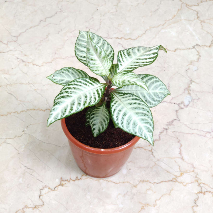 Aphelandra Zebra Plant 12 Cm Pot